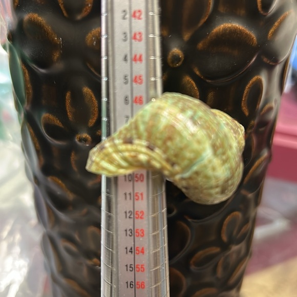 Unique Green Shell Ring - Picture 6 of 6